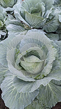 2 cabbage , organic green leaves