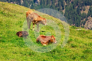 2 calves and mother on green pasture