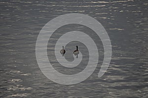 2 canadiaqn goose on water reflection. Dark background, High resolution background of dark water surface