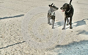 2 canine friends looking at each other on sandy background