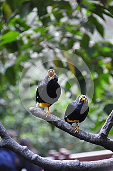 2 Celebes Magpies singing on the tree