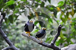 2 Celebes Magpies on the tree