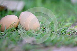 2 chicken eggs lying on the grass