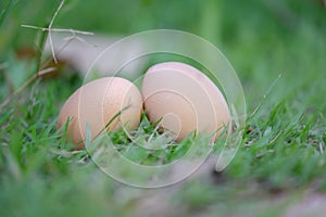 2 chicken eggs lying on the grass