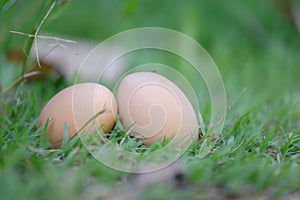 2 chicken eggs lying on the grass