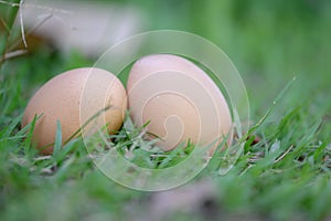 2 chicken eggs lying  the grass