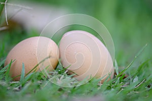 2 chicken eggs lying the grass