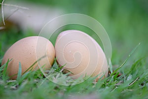 2 chicken eggs lying the grass