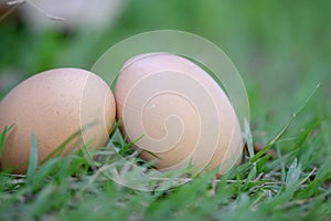 2 chicken eggs lying the grass