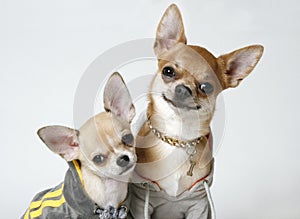 Chihuahuas in Sweatshirts photo