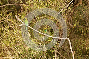 2 colored birds pichugi on a branch