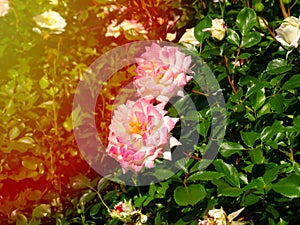 2 colors white and pink Rosa Peace in bloom