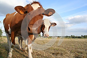 2 cows photo