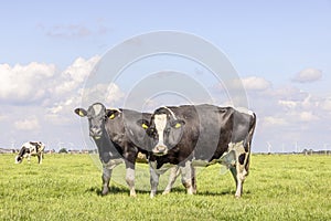 2 Cows black and white, full length standing in a field landscape, in the Netherlands, holstein cattle and a blue sky, horizon