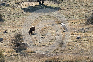 2 cows in field