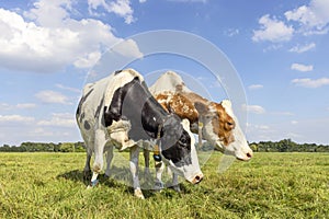 2 cows grazing black red and white, upright side by side in a field, multi color diversity under a blue sky