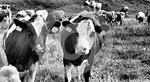 2 cows looking at me, background cow, picture of a cow, farm or ranch