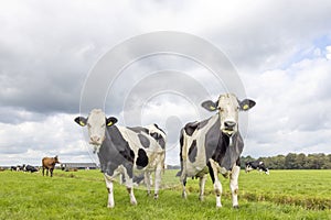2 cows, standing in a meadow, black and white in a green field, cloudy overcast sky and horizon over land
