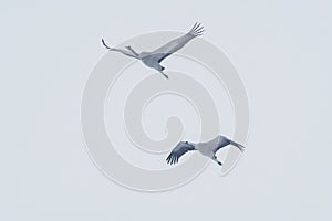 2 cranes fly in the blue sky in spring