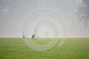 2 Cranes looking for food in a field early in the morning