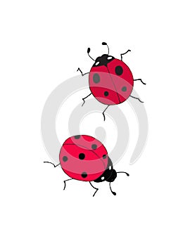 2 cute ladybugs with little black spots