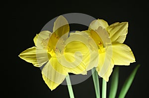 2 daffodils