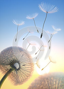 2 Dandelion with seeds flying in the evening sky