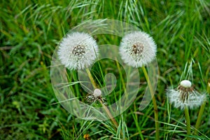 2 Dandelions in a field of green grass close up shot early summer
