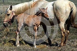 2 day old colt and Mare