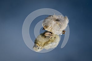 2 day old Lavender Pekin Bantam chickens