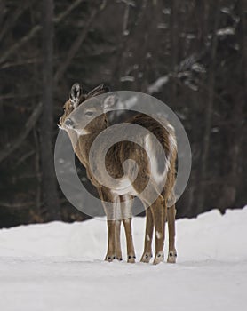 2 Deer huddled together