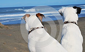 2 dogs looking at the ocean