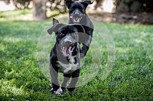 2 dogs playing