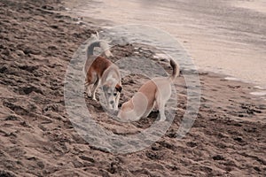 2 dogs playing on the beach