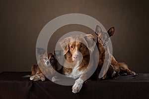 2 dogs in studio. funny toller and Russian toy terrier