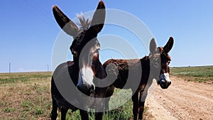 2 donkeys stand on a dusty village road and look into the camera. animals on the ranch