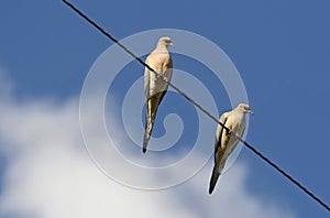 2 Doves on Line