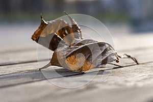 2 dry brown autumn leaves closeup. Selective focus