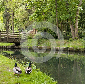 2 duck walking along a river