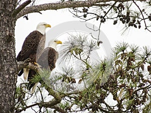 2 Eagles