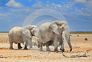 2 elephants in Etosha with a brilliant blue sky