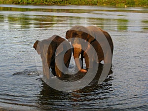 2 elephants in the river