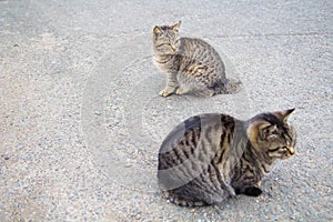 2 feral cats