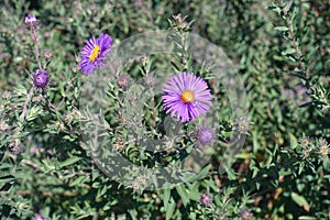 2 flowers and buds of purple Michaelmas daisies