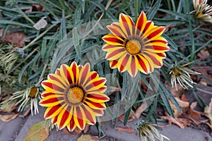 2 flowers of Gazania rigens Big Kiss Yellow Flame in October