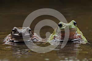 2 frogs