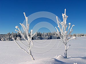 2 frosted twigs