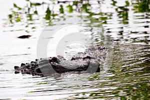 2 gators in wetlands