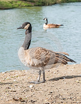 2 Geese - One bird on land and another floating in water