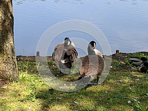 2 Geese preening in front of the lake at Bluewater